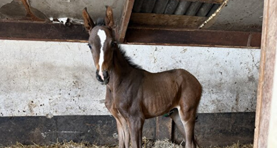 Kletstopic dressuurfokkerij II