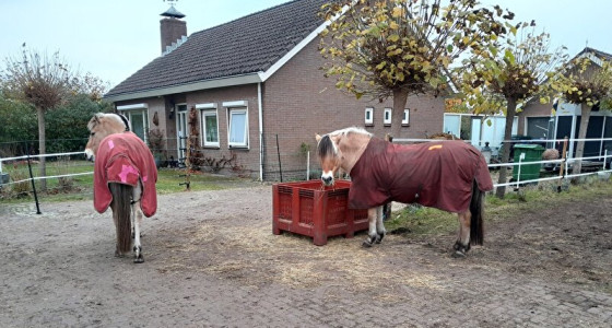 Het paarden aan huis topic deel 10
