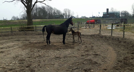 Het Dikke Buiken Topic 2026