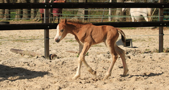 3 welsh A veulens verwacht voor 2026