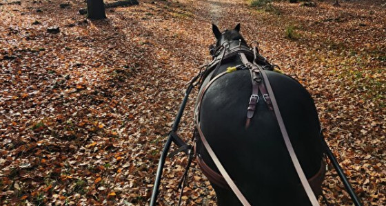 +600 km vieren met gouden bossen