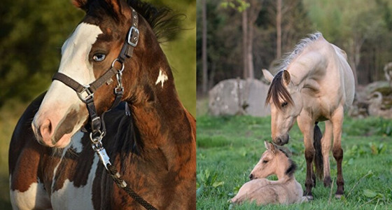 De gouden Bokt-veulens van 2025 zijn geworden…