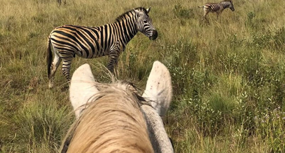 paardrijvakantie in Lapland, op mijn eentje