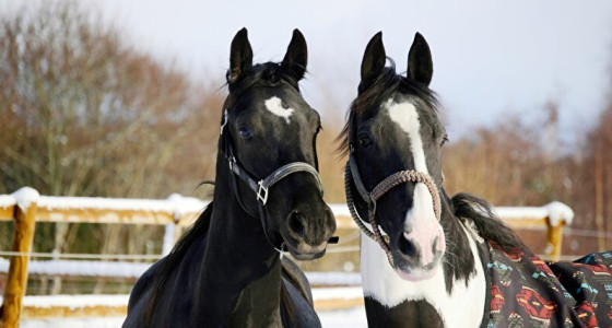 Paarden die in 2026 beleerd gaan worden