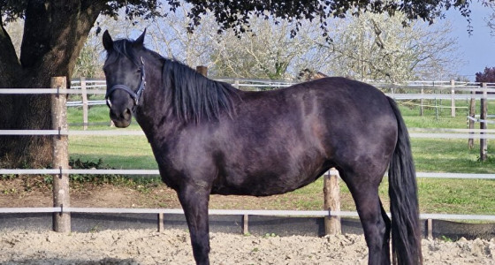 Mijn bijna 4 jarige rocky mountain merrie in de roundpen