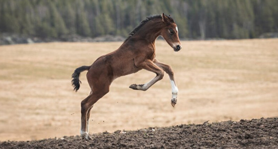 Winnetou, ons nieuwe Toetje