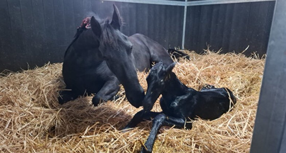 Kletstopic veulens 2026!